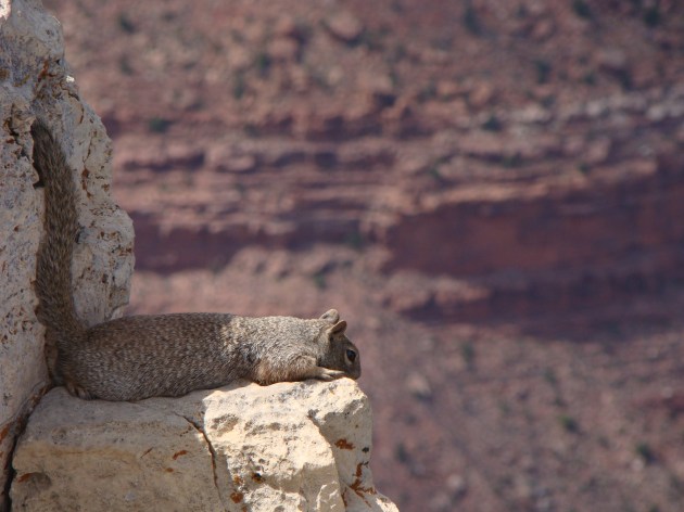 A squirrel at the Grand Canyon